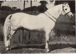 Lowlynn Silver Chief