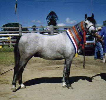 Manni at Kempsey Show